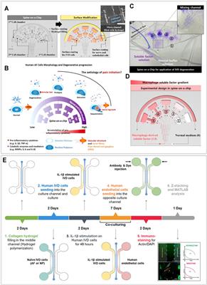 Intervertebral Disc-on-a-Chip as Advanced In Vitro Model for Mechanobiology Research and Drug Testing: A Review and Perspective